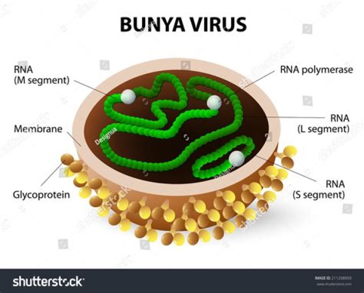 What causes bunyavirus?