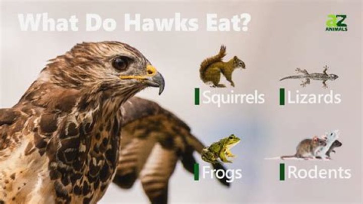 What does a hawk fish eat?