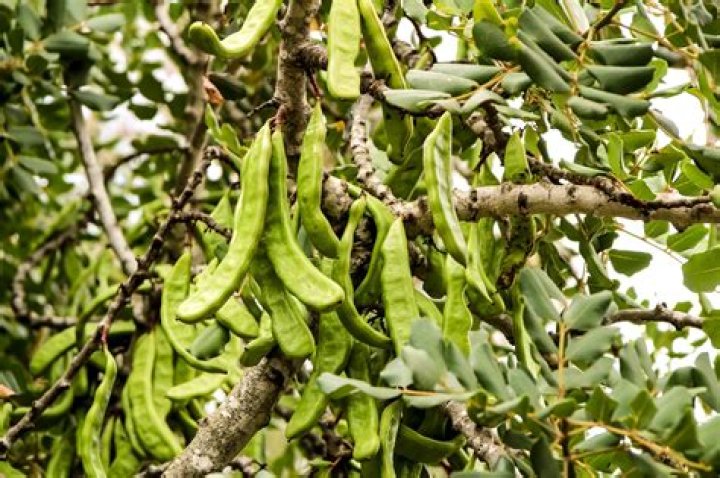 What does carob tree smell like?