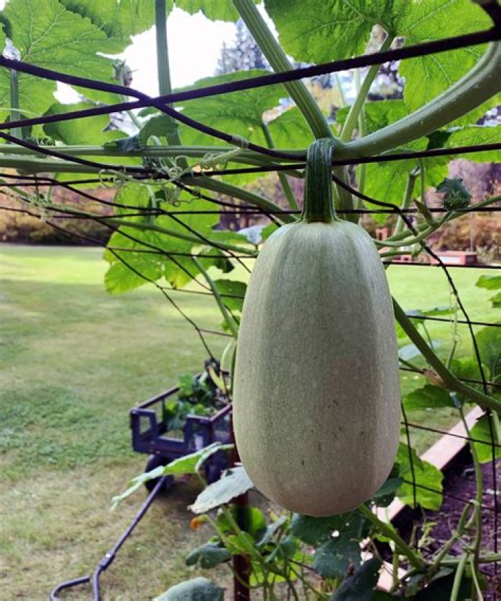 What does kuri squash taste like?