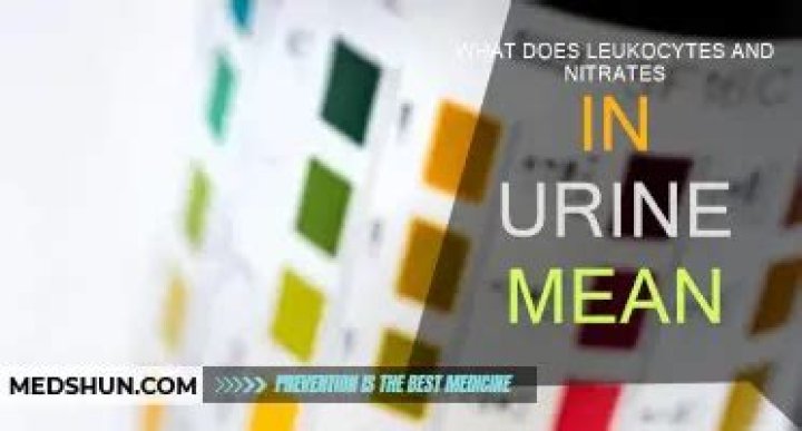 What does leukocytes and nitrates in urine mean?