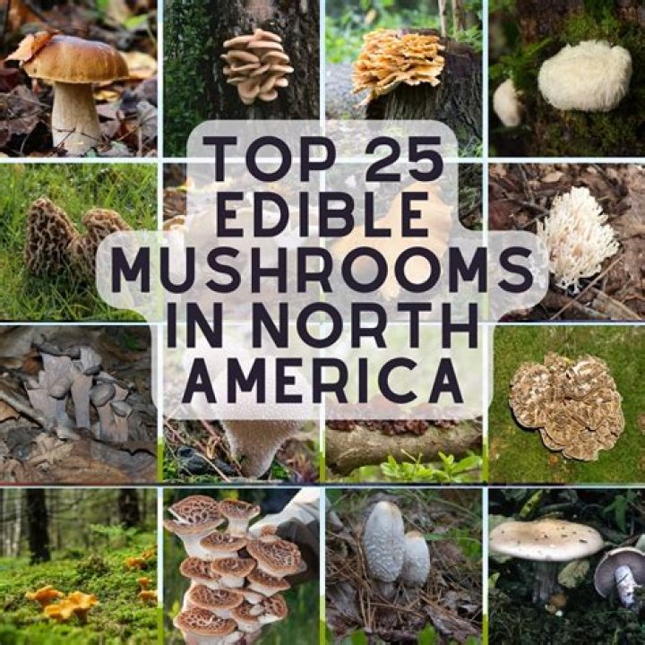 What edible mushrooms grow in South Dakota?
