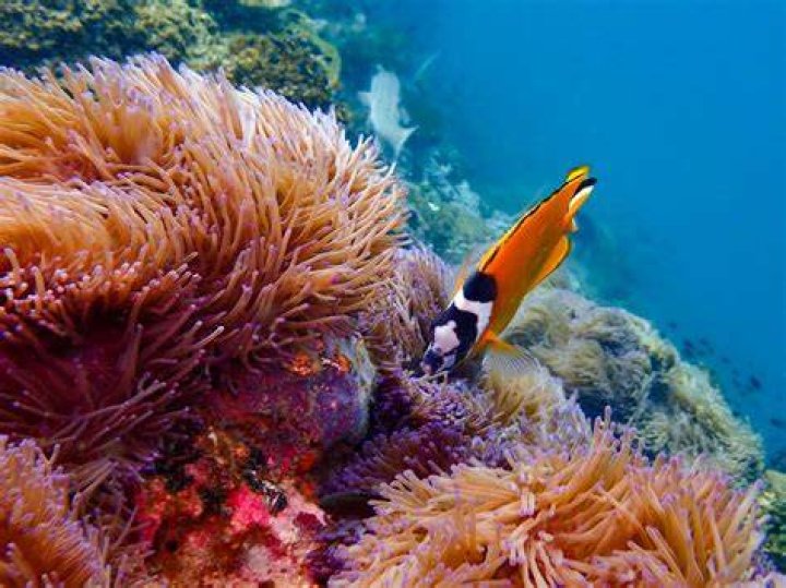 What fish use coral reefs?