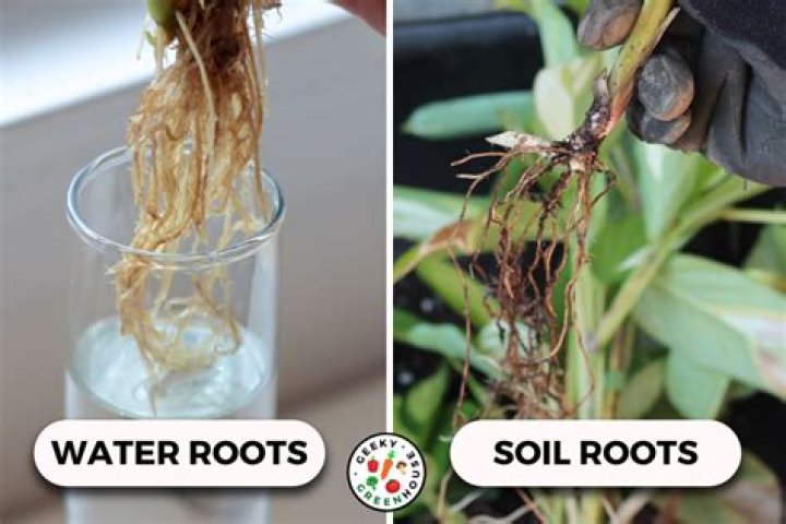 What happens if a plant consumes too much water?