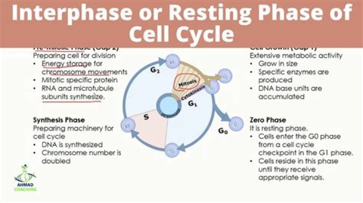 What happens in G1 phase?