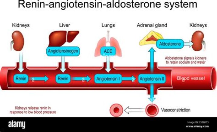 What happens when renin-angiotensin-aldosterone system?