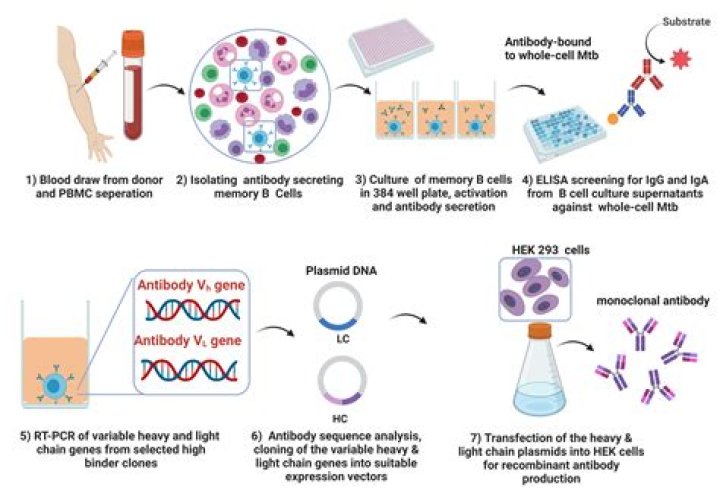 What is antibody sequencing?