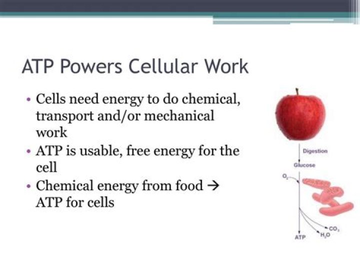 What is ATP doing with energy?