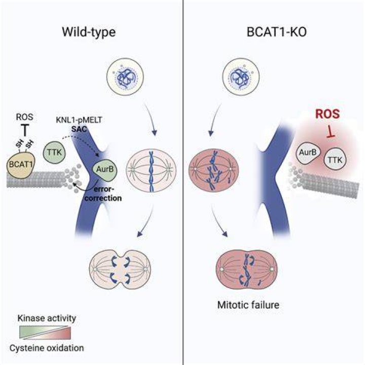 What is BCAT1?
