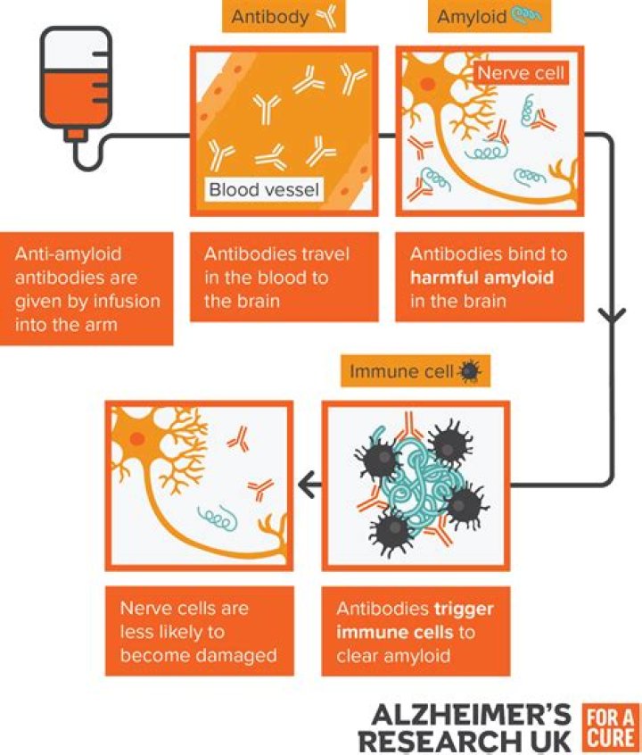What is beta-amyloid aggregation?