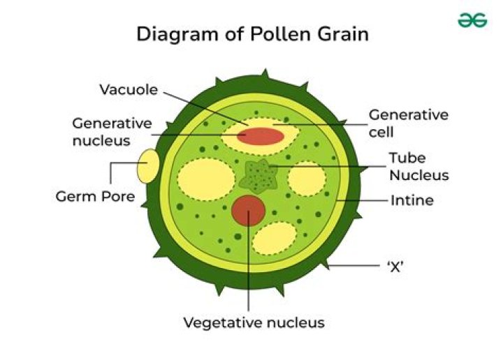 What is contained in the pollen grains?