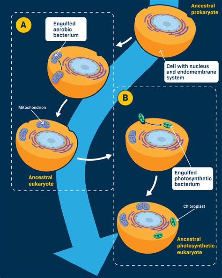 What is endomembrane theory?