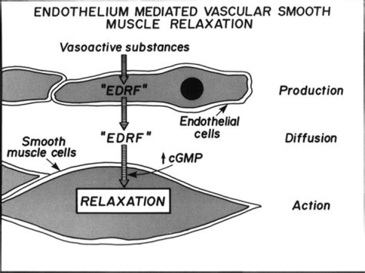 What is endothelium-dependent relaxing factor?