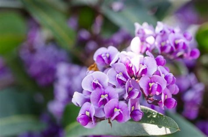 What is Hardenbergia?