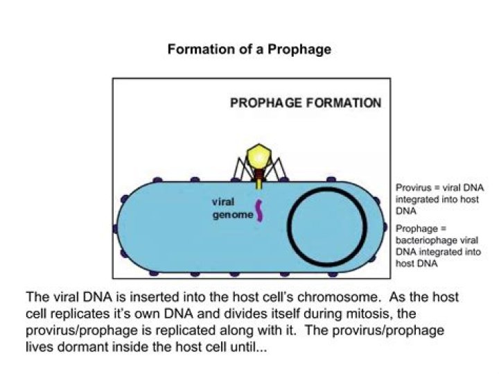 What is prophage formation?
