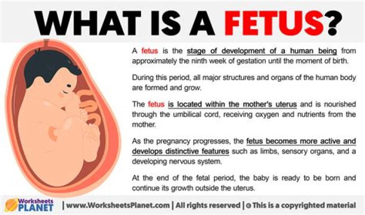 What Is REM in the fetus an indication of?