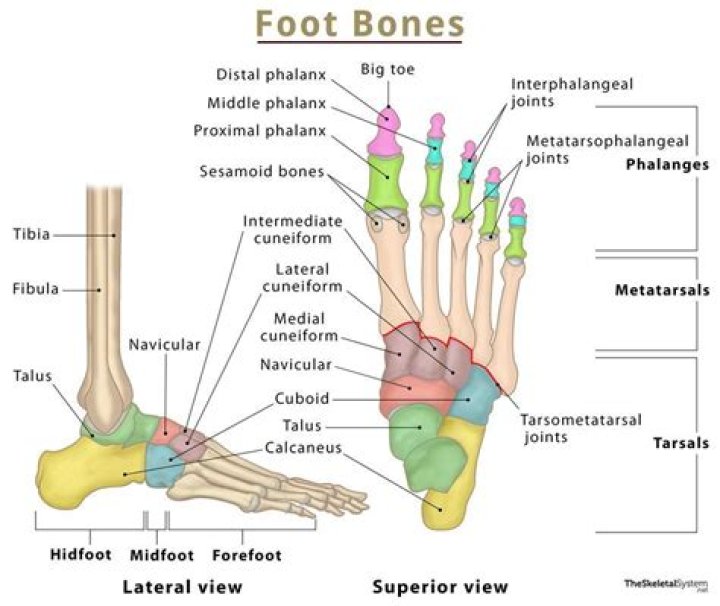 What is so significant regarding the foot bones of Ardipithecus ramidus?