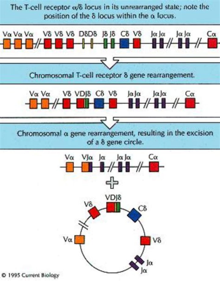 What is T-cell gene rearrangement?