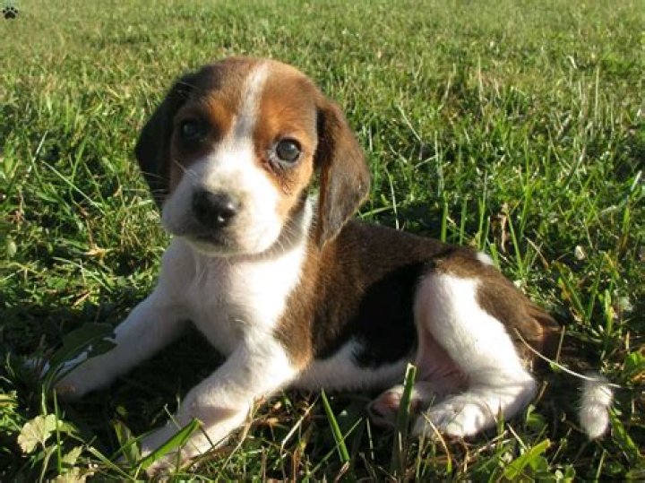 What is the average price for a Beagle puppy?