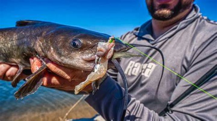 What is the best bait for sturgeon fishing?