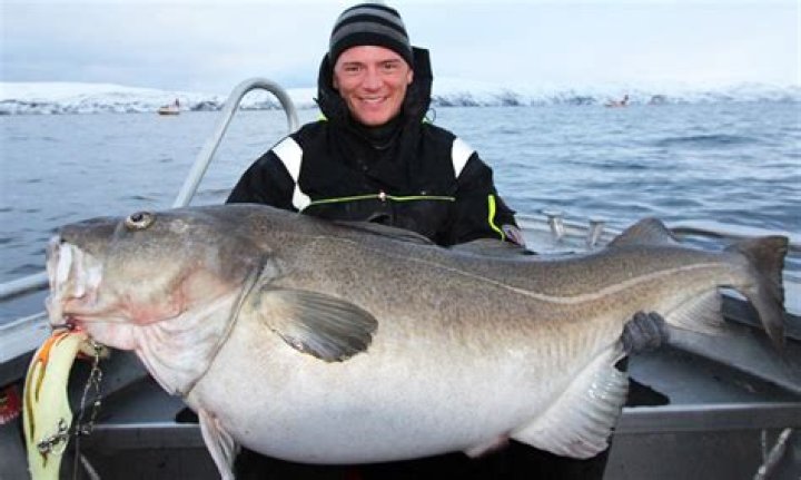 What is the biggest cod ever caught?