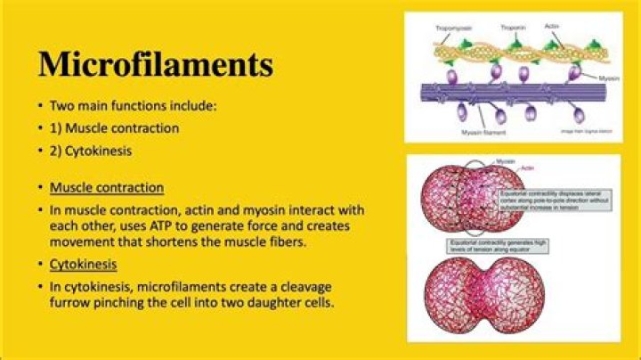 What is the difference between microtubules and microfilaments?