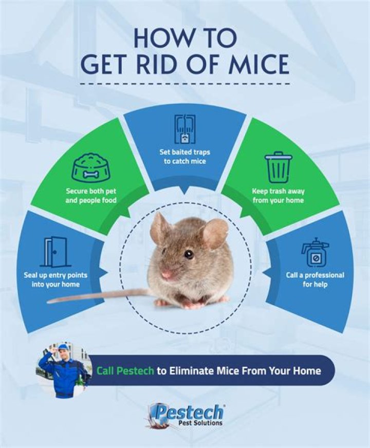 What is the fastest way to get rid of ants in the house?
