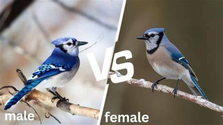 What is the female name for Jay?