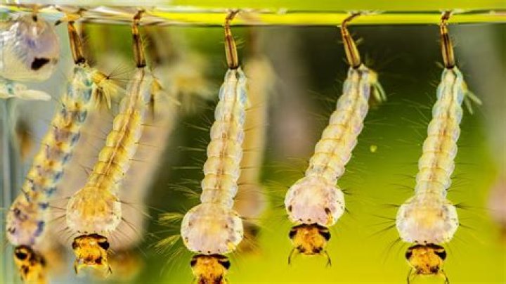 What is the habitat of mosquito larva?