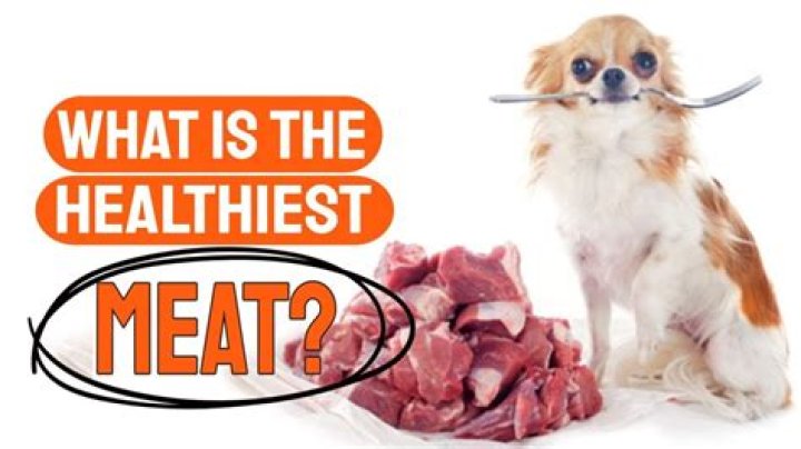 What is the healthiest meat for dogs?