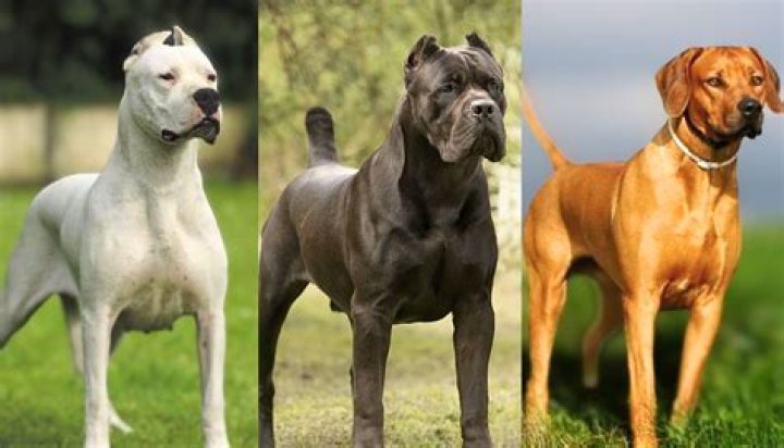 What is the most famous war dog?