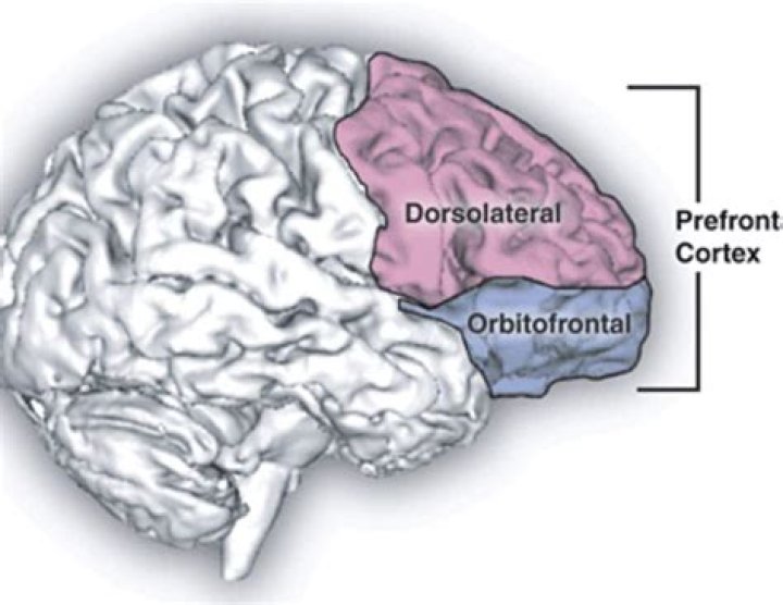 What is the most likely deficit if someone suffers damage to the ventromedial prefrontal cortex?