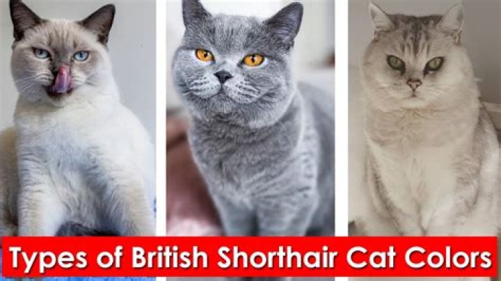 What is the rarest Colour of British Shorthair?