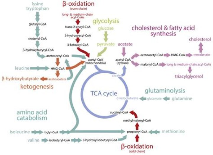 What is the triacylglycerol cycle?