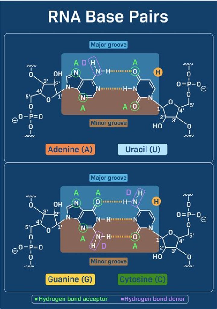 What is uracil replaced with in DNA?