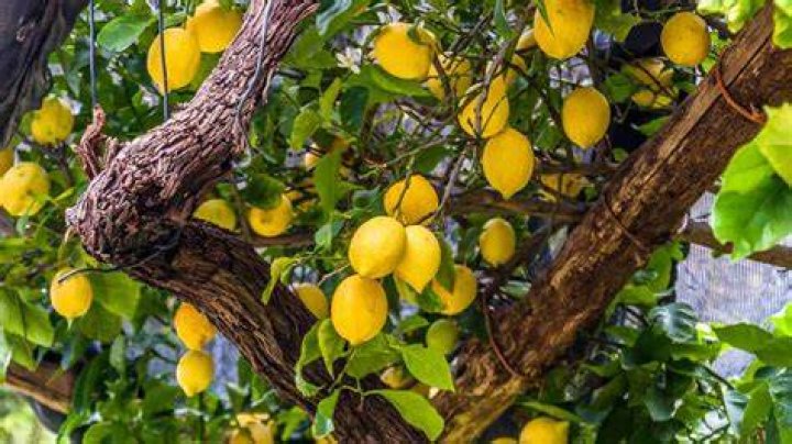 What is wrong with lemon grab?