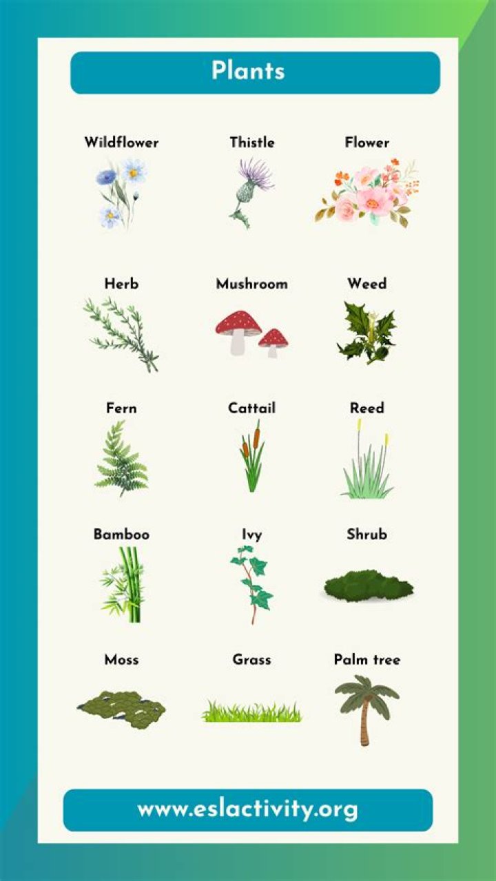 What kind of plants are disease resistant?