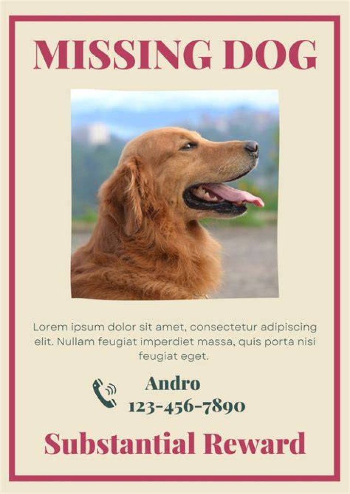 What to do if you have found a lost dog?