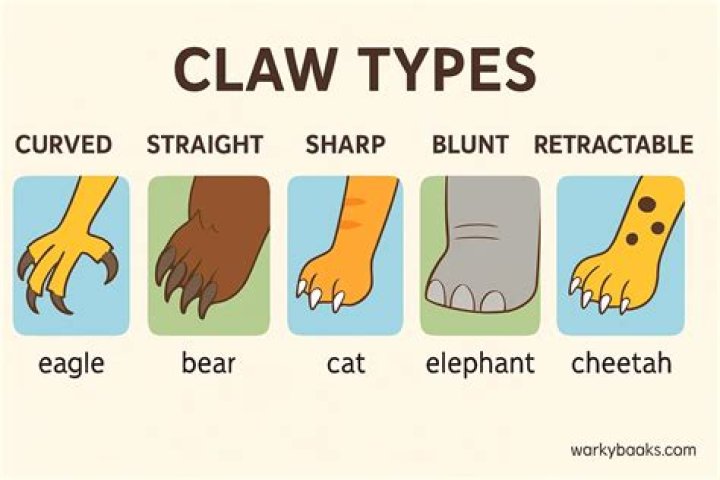 What type of animals have claws?