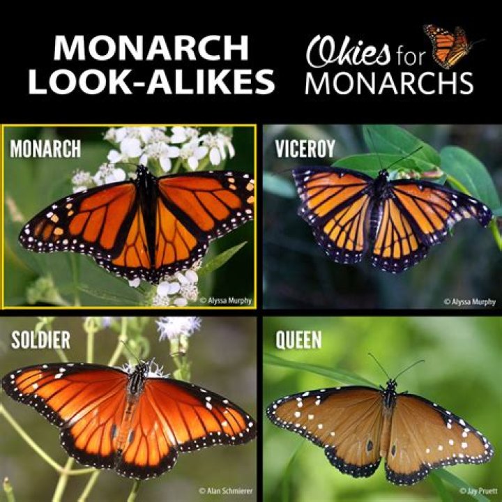 Where does the monarch way start and finish?