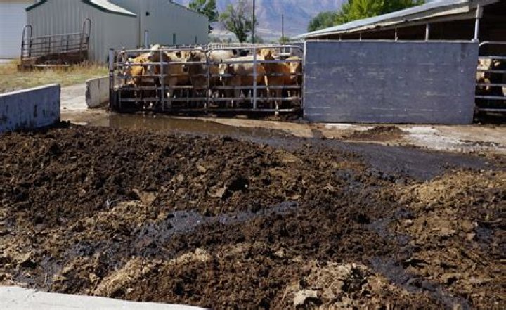 Which is better cow manure or steer manure?