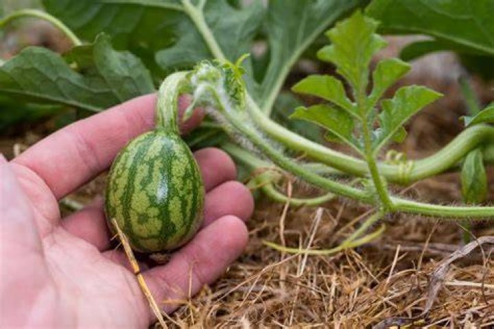 Which is the best seed of watermelon?