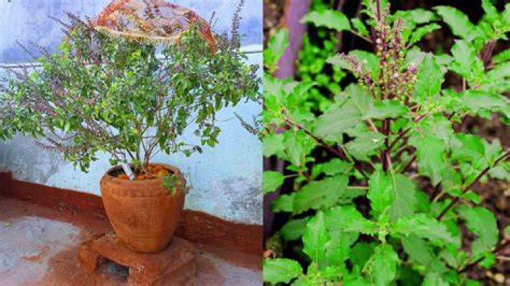 Which Tulsi is best for Home Krishna?