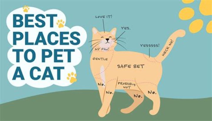 Why cats are the best quotes?