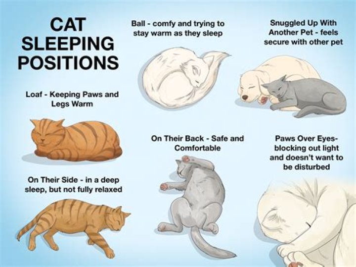 Why do cats sleep in funny positions?