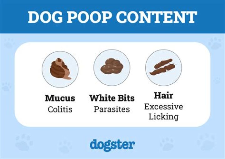 Why does my dog always have soft stools?