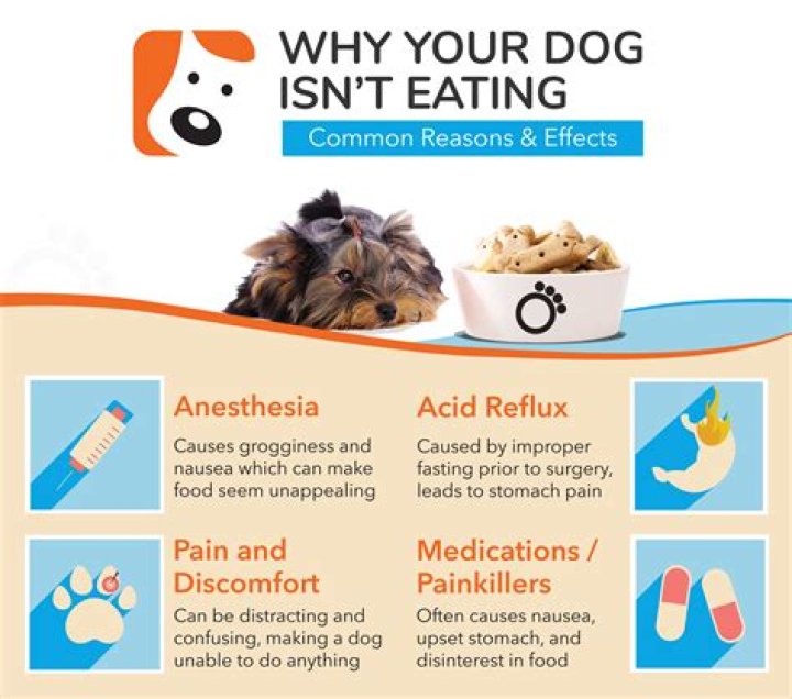 Why is my dog screaming in pain?