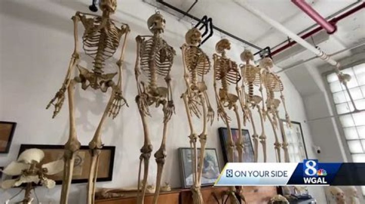 Why is skeletons banned in China?