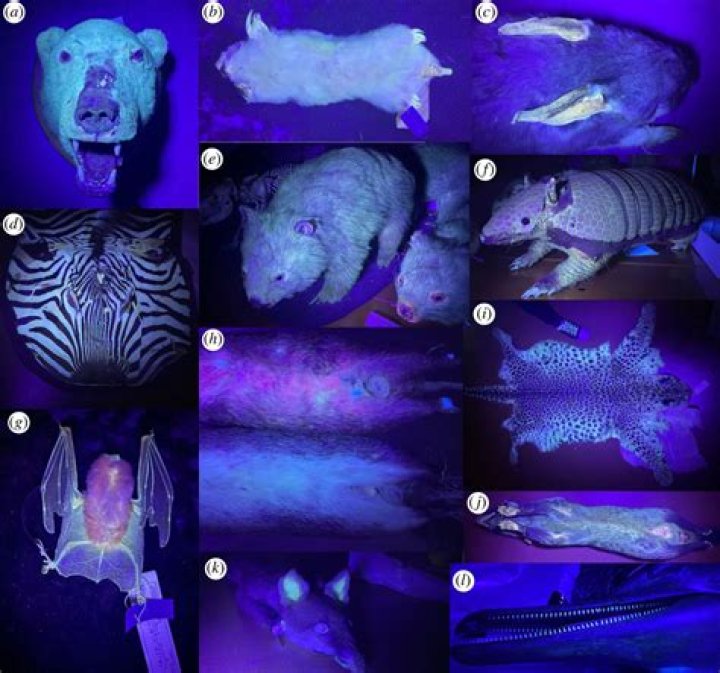 Will there be a ultraviolet 2?